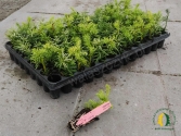 Cis pośredni 'Hicksii' - MULTIPLATA 104